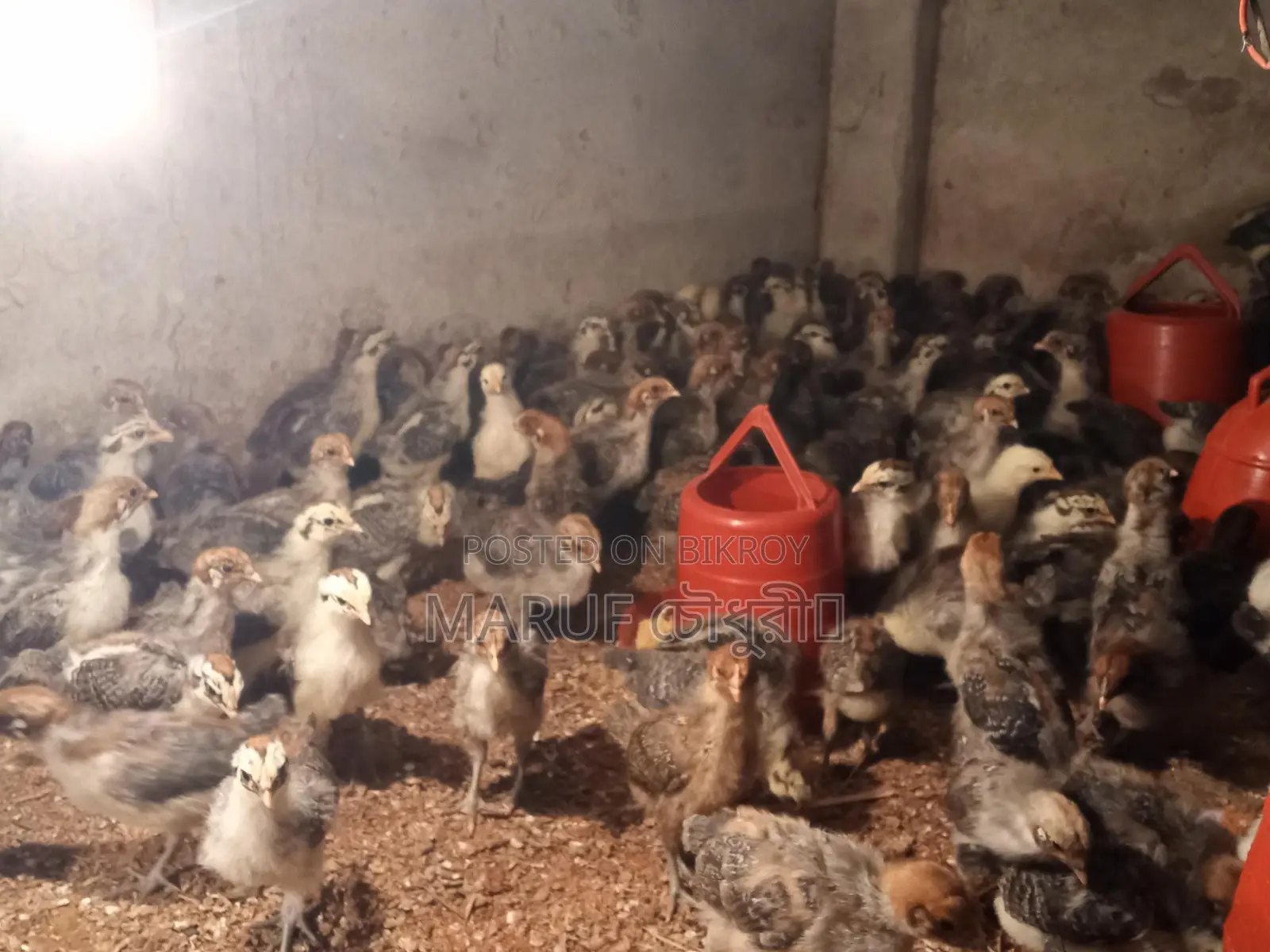 Fayoumi Chicken Chicks