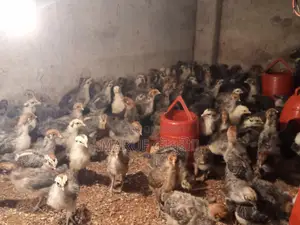 মিশরিও ফাওমি মুরগী র বাচ্চা