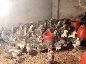 Fayoumi Chicken Chicks