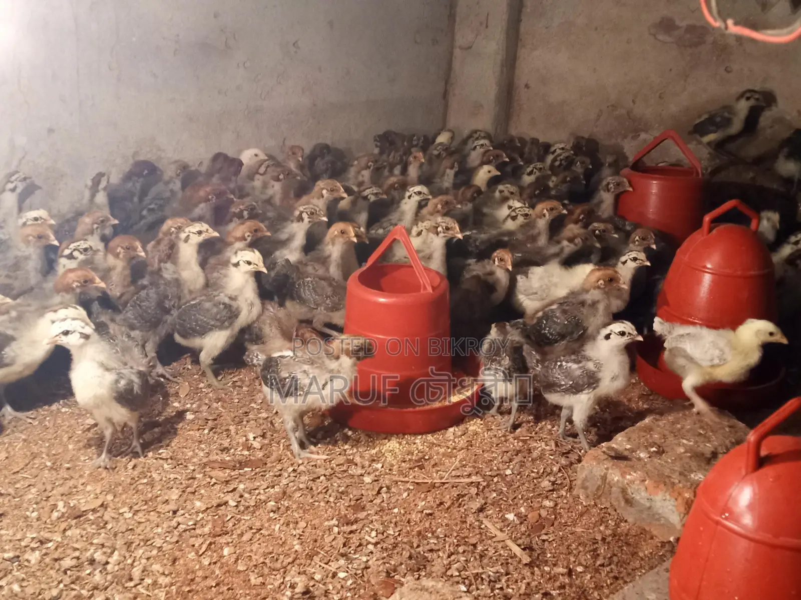 Fayoumi Chicken Chicks