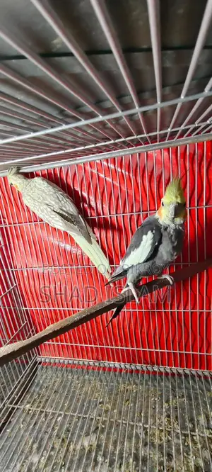 Cockatiel Sale