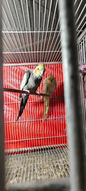 Cockatiel Sale