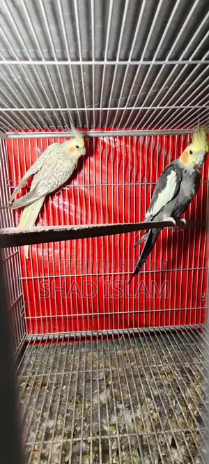 Cockatiel Sale