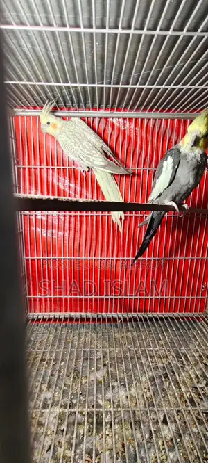 Cockatiel Sale