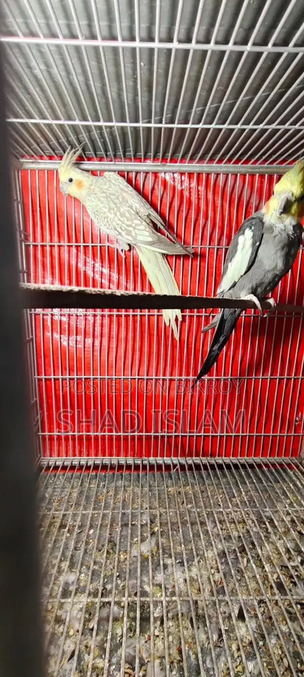 Cockatiel Sale