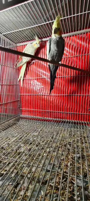 Cockatiel Sale