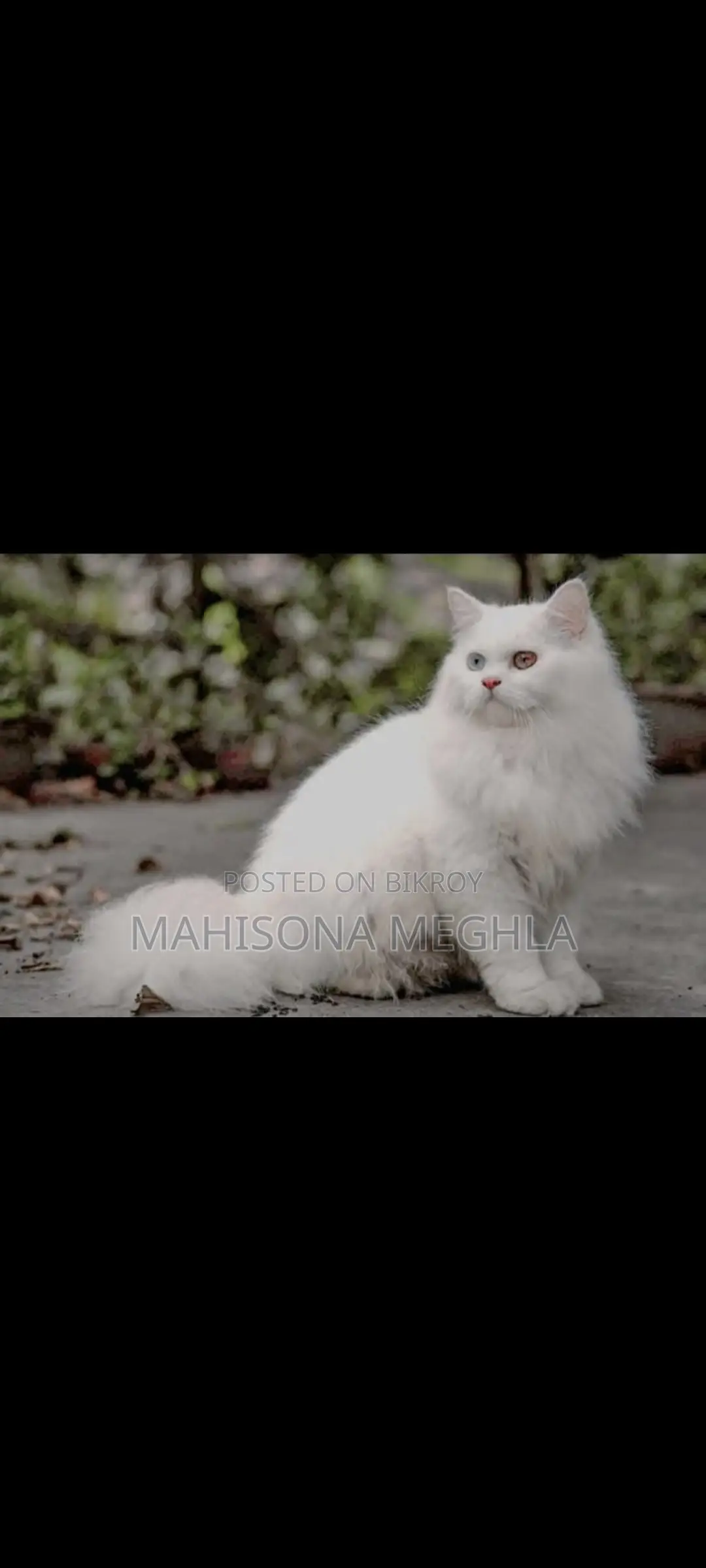 Pure Persian Male