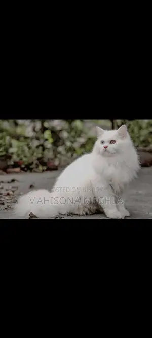 Pure Persian Male