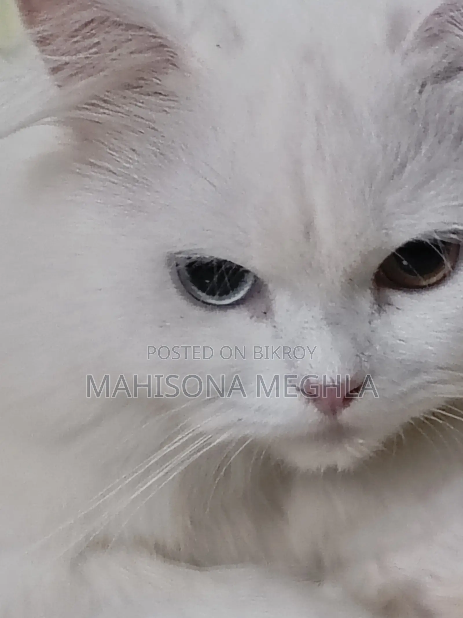 Pure Persian Male