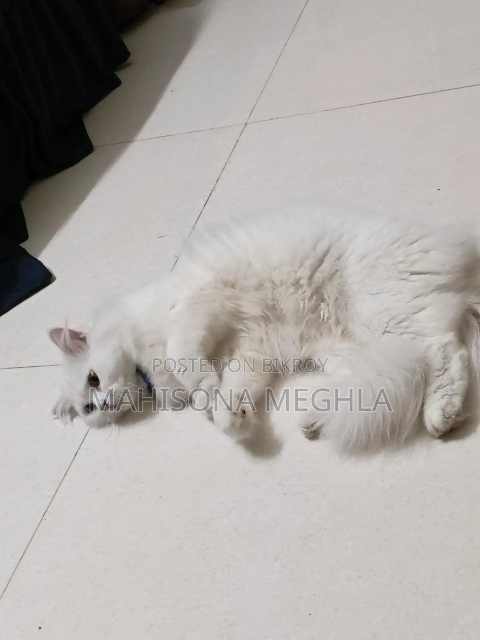 Pure Persian Male