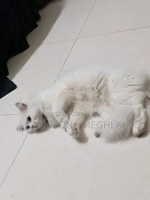 Pure Persian Male