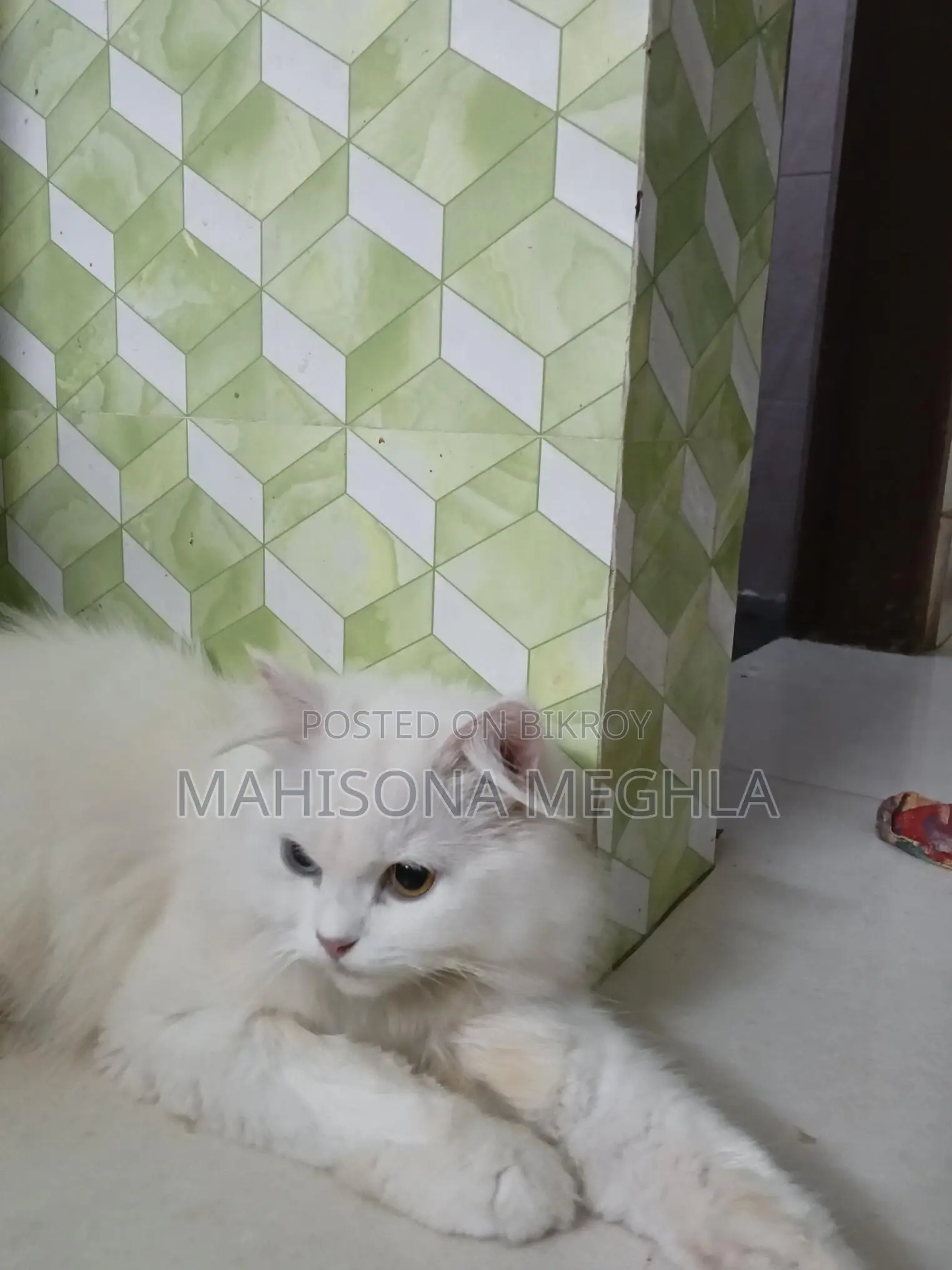 Pure Persian Male