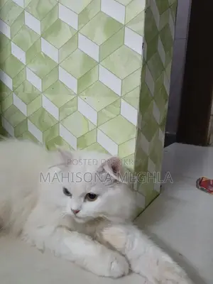 Pure Persian Male