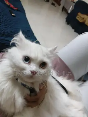 Pure Parsian Male