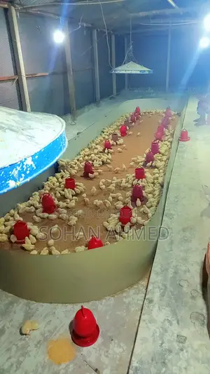 White Layer Chicken