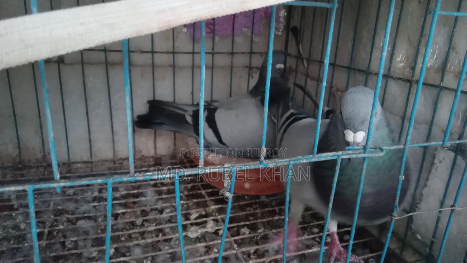সবজি রেসার কবুতর