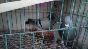 সবজি রেসার কবুতর