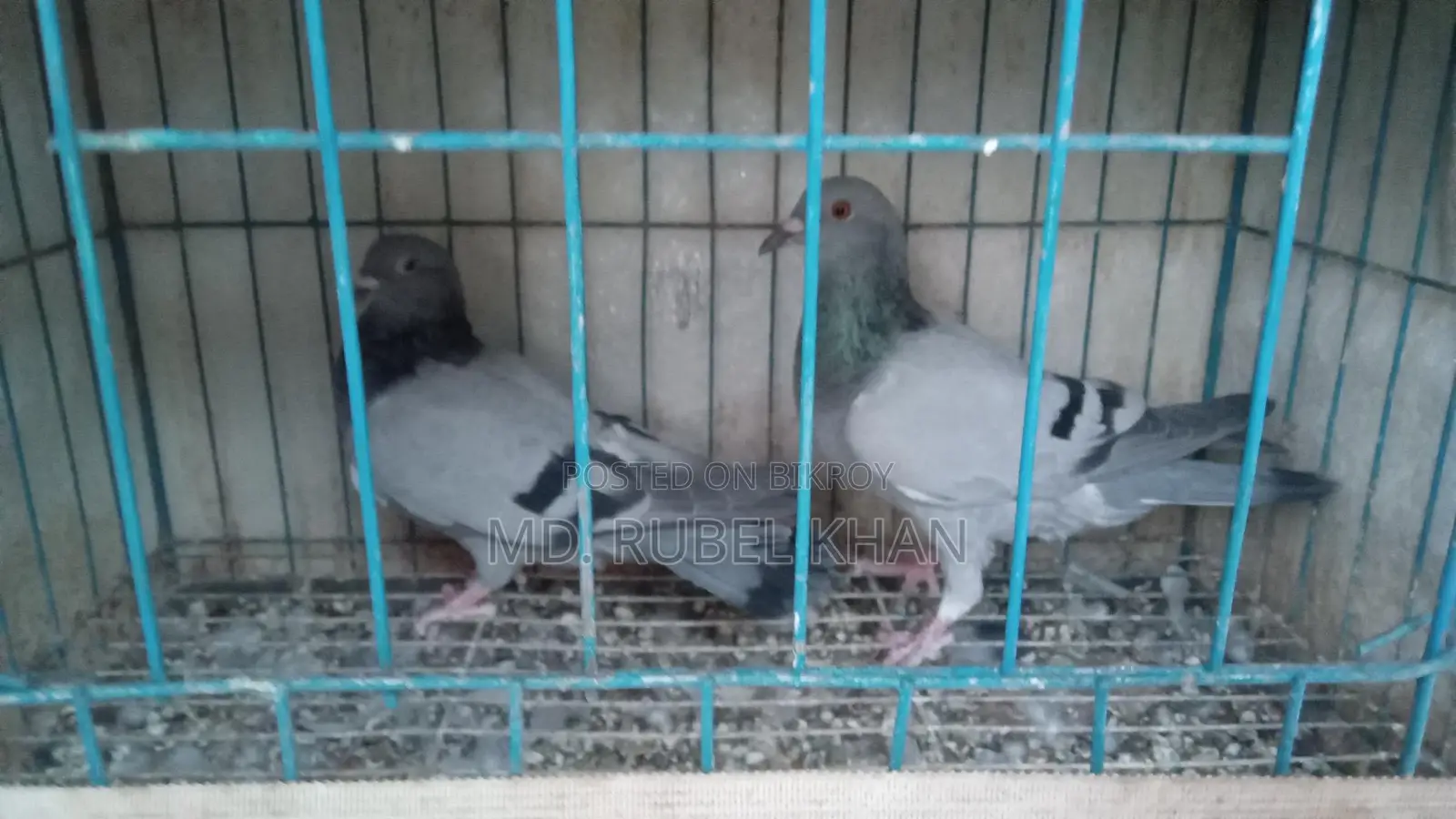 সবজি রেসার কবুতর