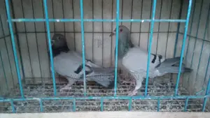 সবজি রেসার কবুতর