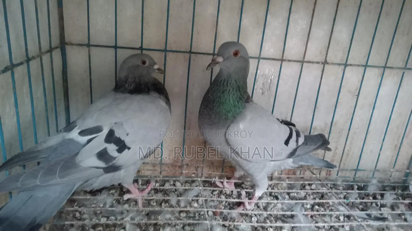 সবজি রেসার কবুতর