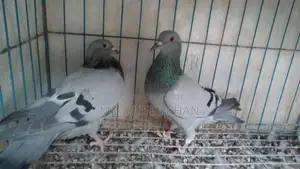 সবজি রেসার কবুতর