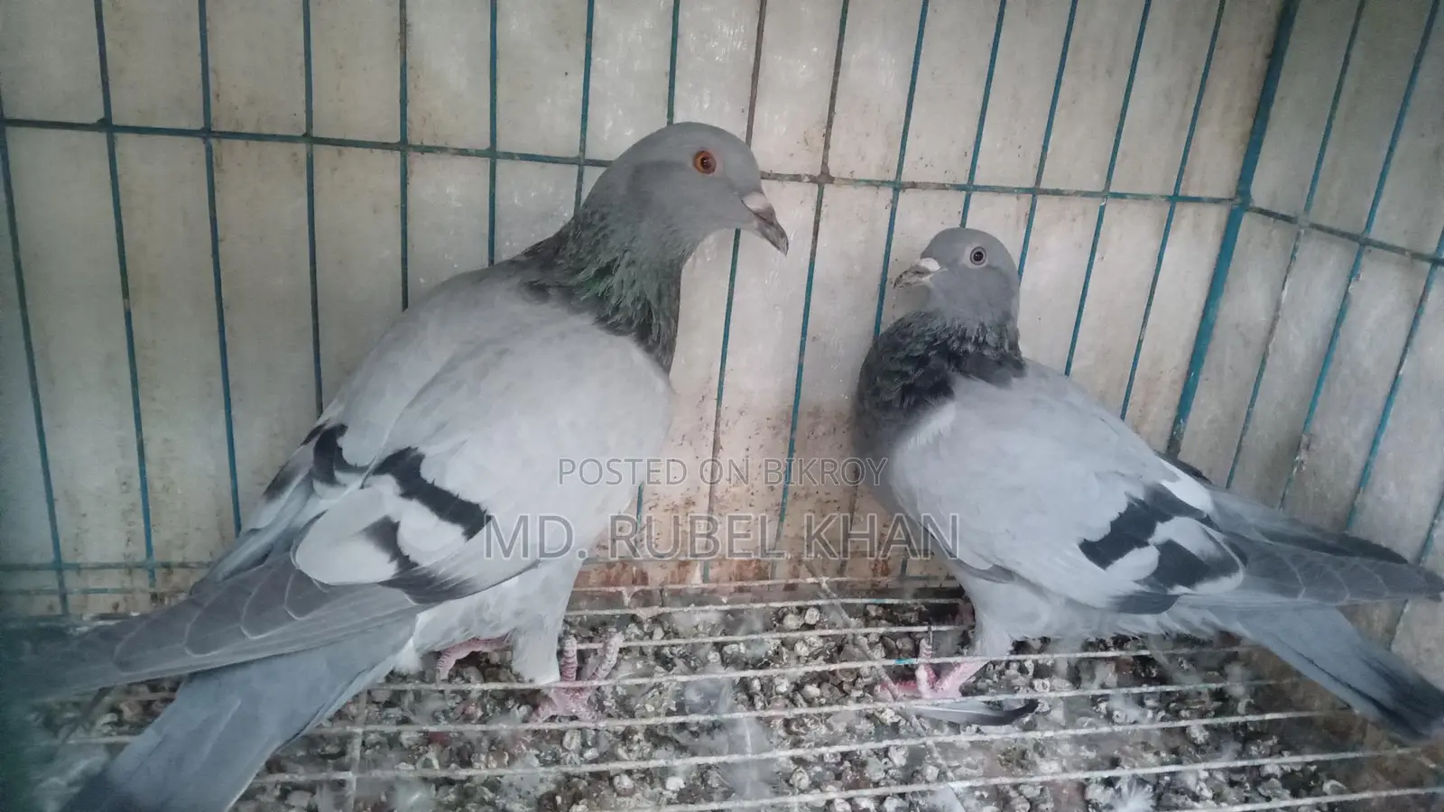 সবজি রেসার কবুতর