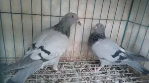 সবজি রেসার কবুতর