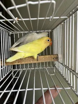 Lovebird for Sale