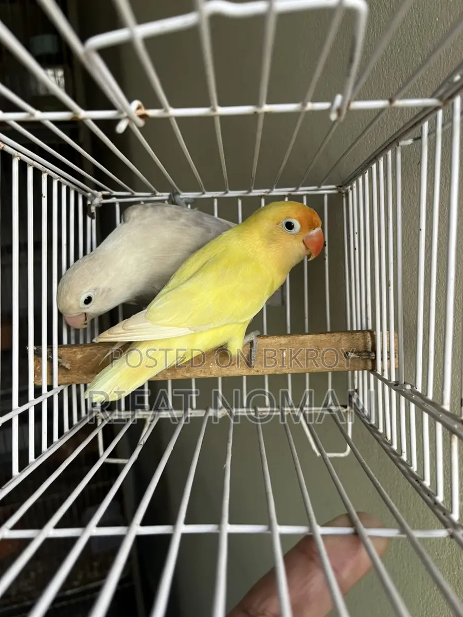 Lovebird for Sale