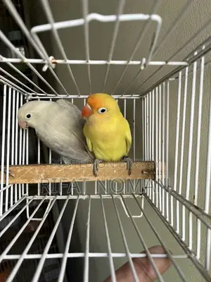 Lovebird for Sale