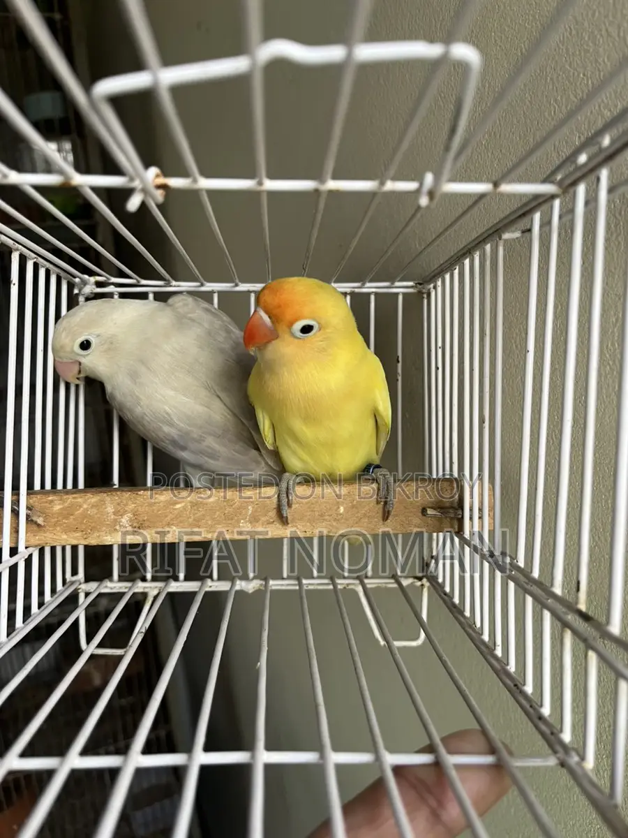 Lovebird for Sale