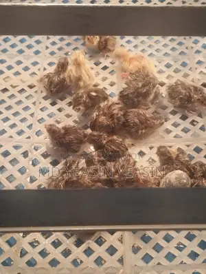 কোয়েল পাখির বাচ্চা