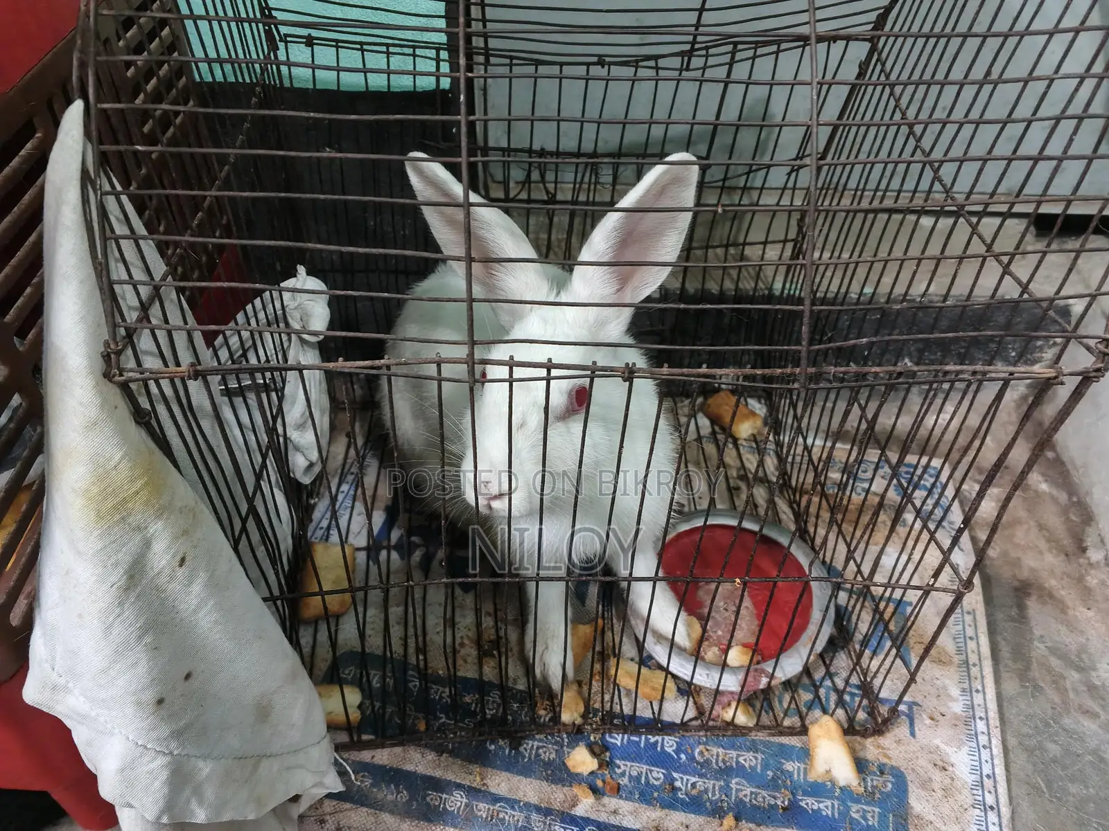 Rabbit for Sale