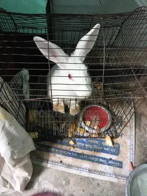 Rabbit for Sale