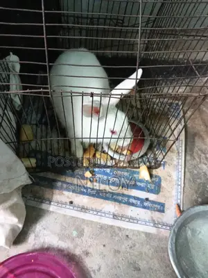 Rabbit for Sale