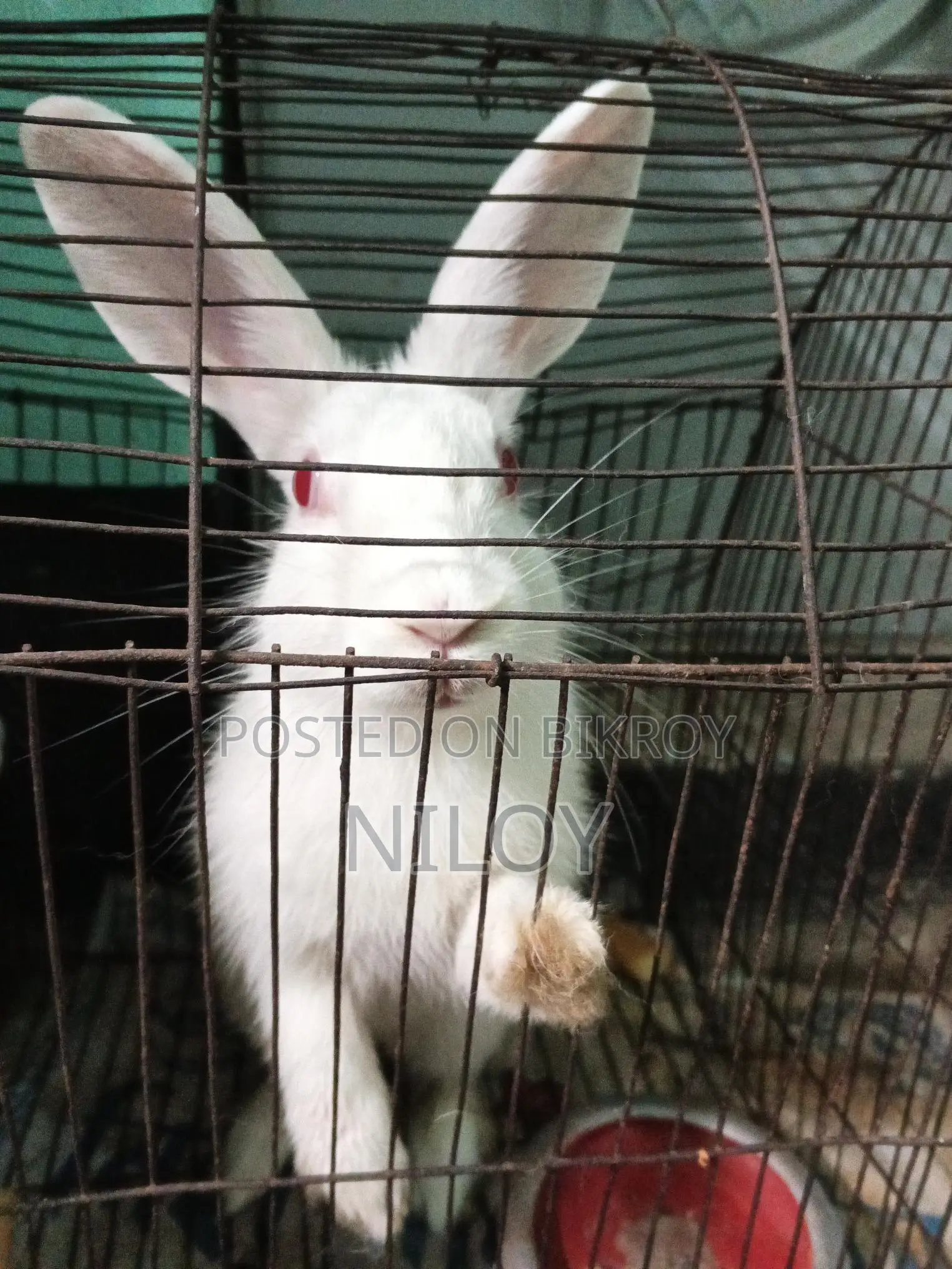 Rabbit for Sale