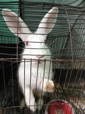 Rabbit for Sale