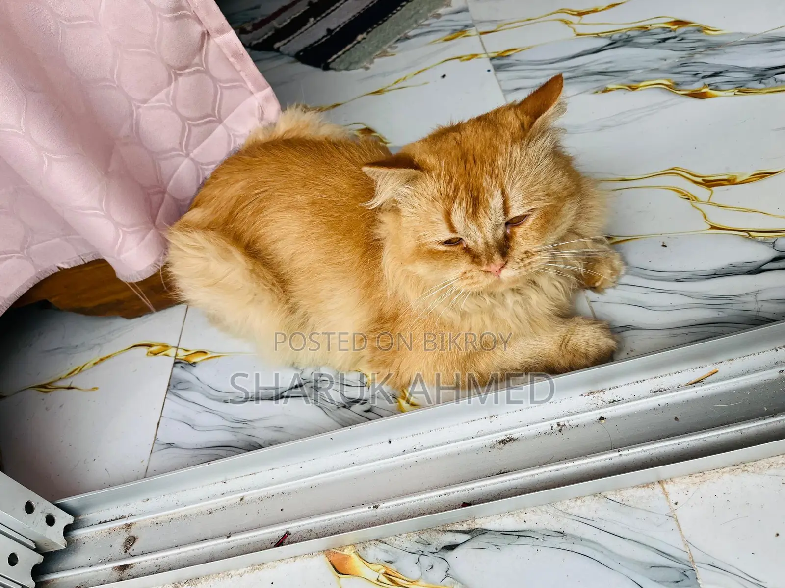 2 persian cat