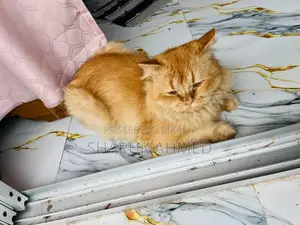 2 Persian Cats
