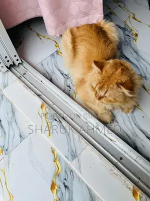 2 persian cat