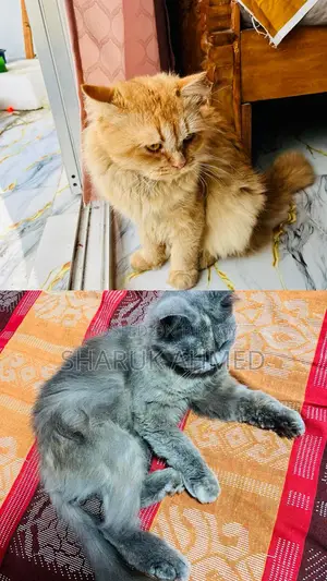 2 persian cat