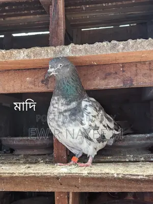 গিরিবাজ কবুতর
