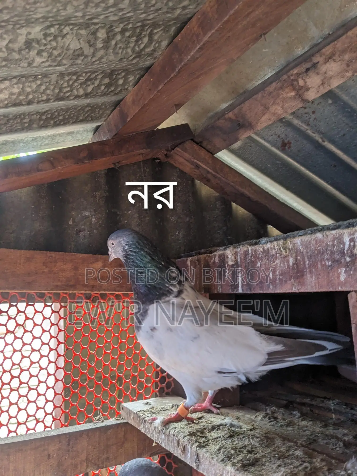 গিরিবাজ কবুতর