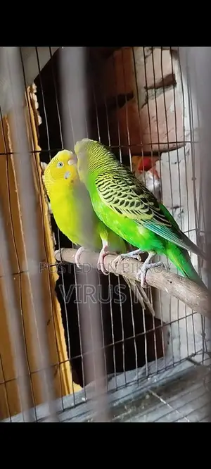 পিউর ক্লাসিক মাস্টার পেয়ার