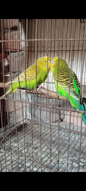 পিউর ক্লাসিক মাস্টার পেয়ার