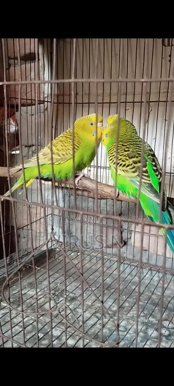 পিউর ক্লাসিক মাস্টার পেয়ার