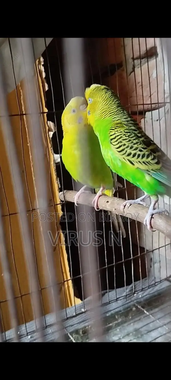 পিউর ক্লাসিক মাস্টার পেয়ার