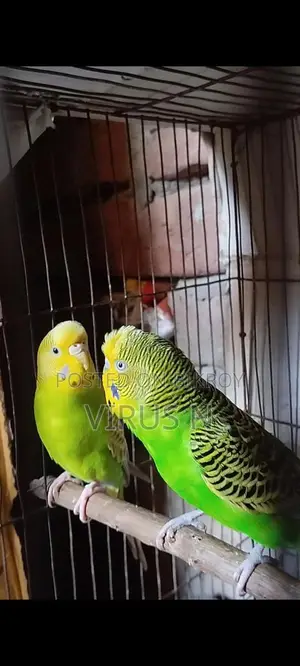 পিউর ক্লাসিক মাস্টার পেয়ার