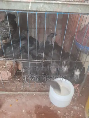 কেদারনাথ মুরগী বাচ্চা বিক্রি করা হবে