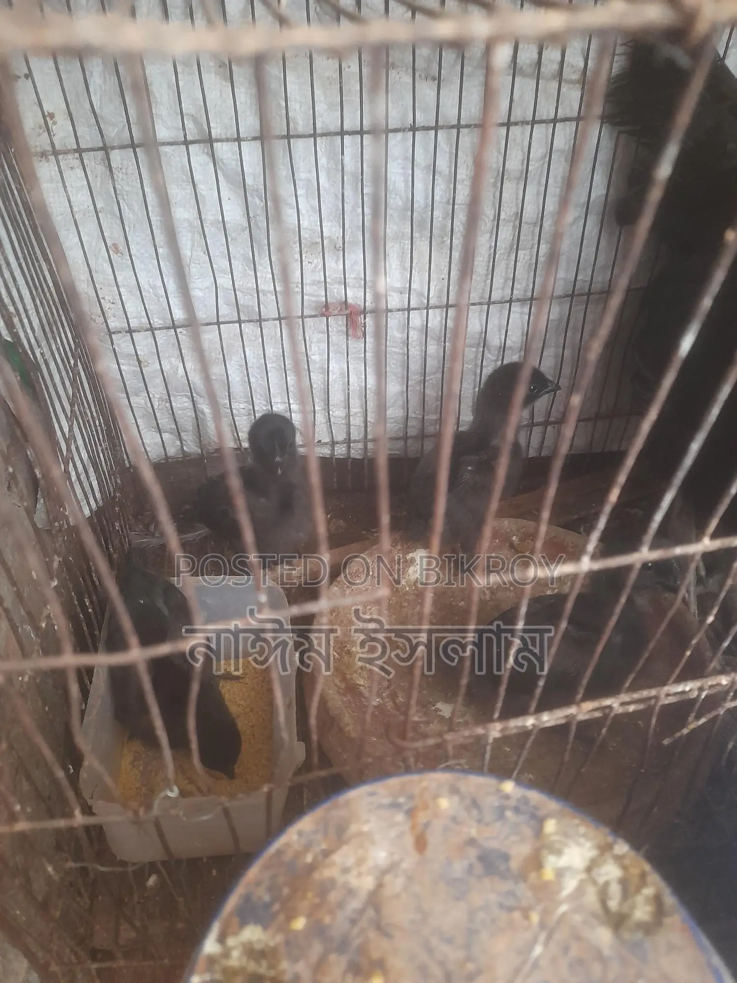 কেদারনাথ মুরগী বাচ্চা বিক্রি করা হবে